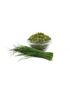 Cebollino