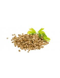 CILANTRO GRANO