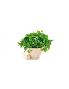 PEREJIL HOJA
