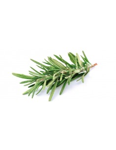 ROMERO HOJA